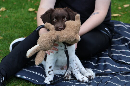Stabyhoun Stabijhoun puppy dog