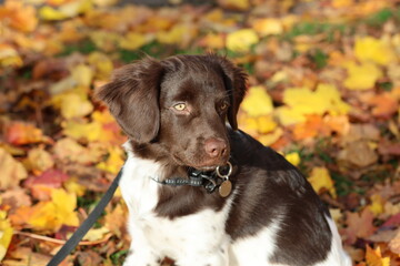 Stabyhoun Stabijhoun puppy dog © E