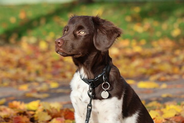 Stabyhoun Stabijhoun puppy dog © E