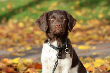 Stabyhoun Stabijhoun puppy dog © E