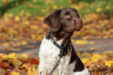 Stabyhoun Stabijhoun puppy dog © E