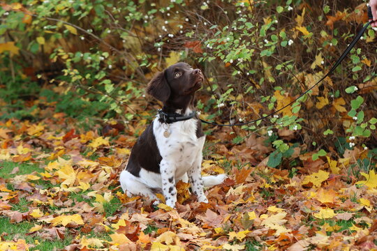 Stabyhoun Stabijhoun puppy dog