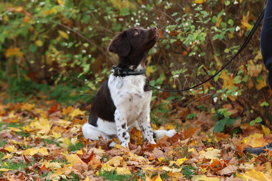 Stabyhoun Stabijhoun puppy dog