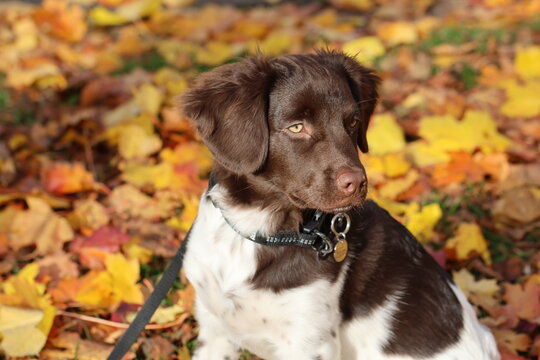 Stabyhoun Stabijhoun puppy dog