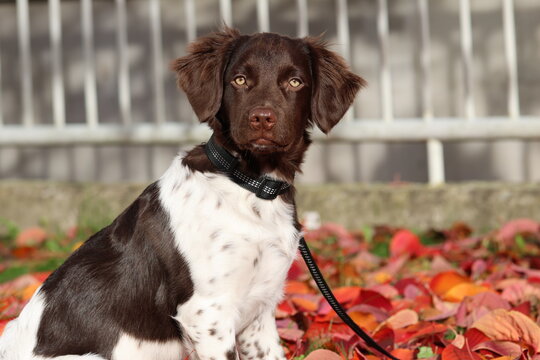 Stabyhoun Stabijhoun puppy dog