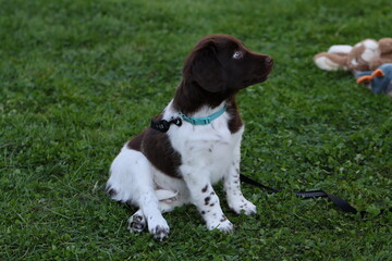 Stabyhoun Stabijhoun puppy dog  © E