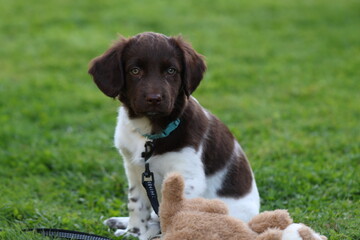 Stabyhoun Stabijhoun puppy dog  © E