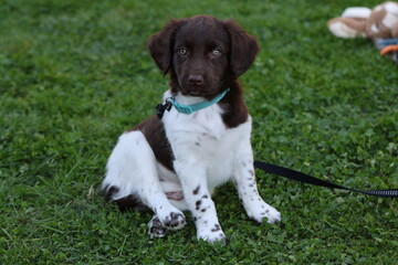 Stabyhoun Stabijhoun puppy dog  © E