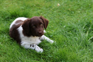 Stabyhoun Stabijhoun puppy dog  © E