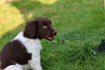 Stabyhoun Stabijhoun puppy dog  © E