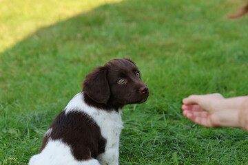 Stabyhoun Stabijhoun puppy dog  © E