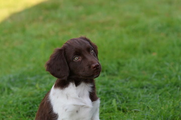 Stabyhoun Stabijhoun puppy dog  © E