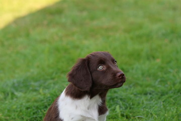 Stabyhoun Stabijhoun puppy dog  © E