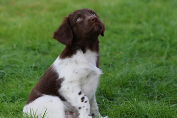 Stabyhoun Stabijhoun puppy dog  © E