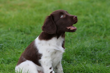 Stabyhoun Stabijhoun puppy dog  © E