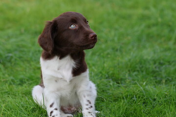 Stabyhoun Stabijhoun puppy dog  © E