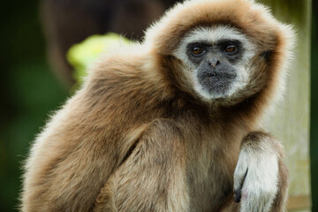 Obraz premium lar gibbon white-handed gibbon, an endangered primate in the gibbon family