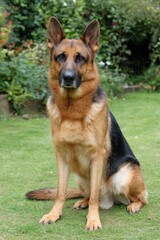 Fototapeta premium Majestic protector with keen gaze surveying verdant outdoor space a picture of watchful serenity