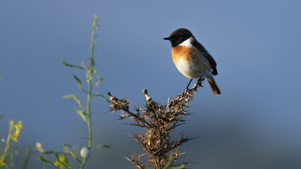 Male European Stonechat (Saxicola rubicola) perched on a thorn against blue sky