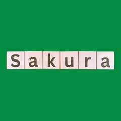 The word Sakura spelled on white letter tiles against a green background. Concept for Japanese cherry blossoms, spring season, flowers, nature, and Asian culture.