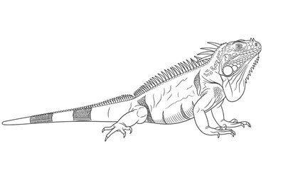 Iguana Line Art Illustration for Coloring Book