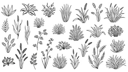 Fototapeta premium Large set of hand drawn botanical sketches features various types of wild grasses reeds and small plants in a detailed line art style.