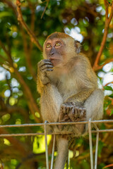 Fototapeta premium young baby crabeater macaque in selective focus.in natural habitat