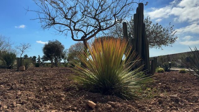 Sotol growing in the botanical garden of Malta. Plant with long thin spiky leaves swaying in the wind under bright sunlight, surrounded by cacti on loose soil.