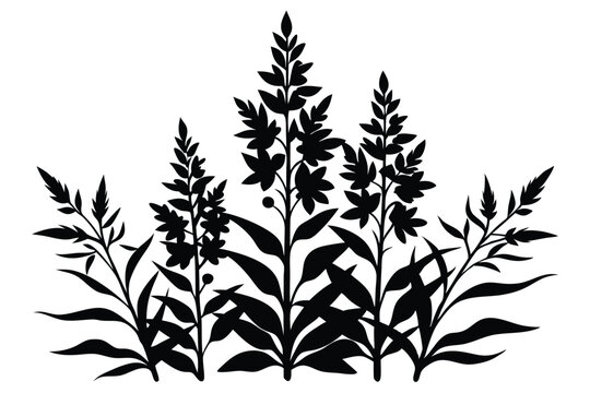 fireweed wild silhouette line art vector illustration