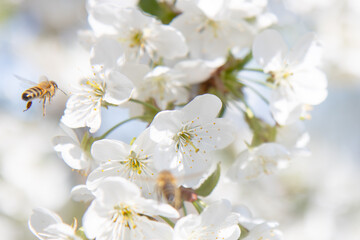 Fototapeta premium Macro shot of a Honey Bee flight collecting pollen from white cherry blossoms