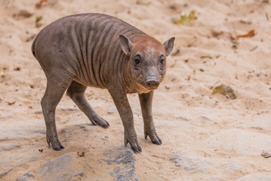Young wild boar walking on sandy ground in natural habitat