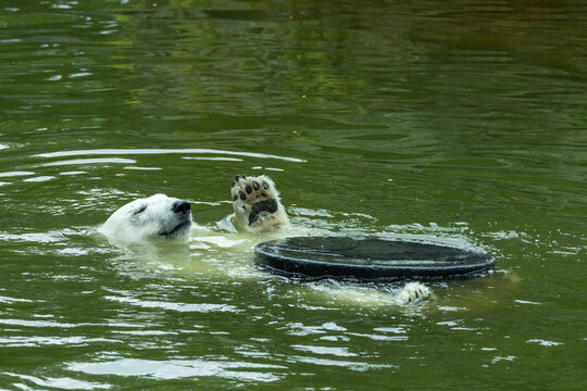 Polar bear swimming in water with playful expression and floating object