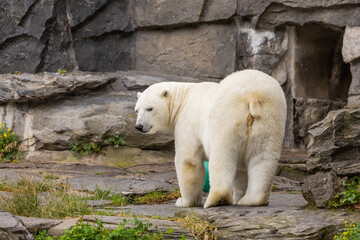 Polar bear standing on rocky terrain with green grass and natural habitat