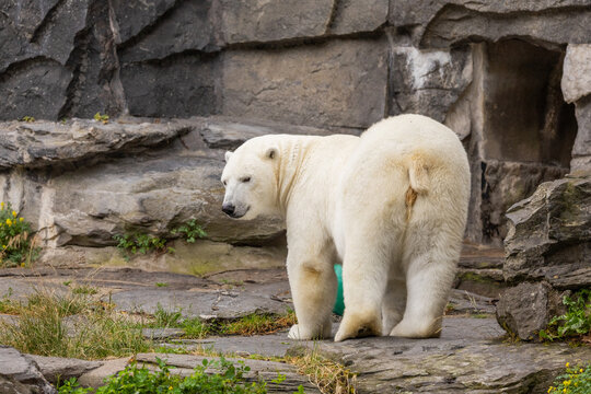 Polar bear standing on rocky terrain with green grass and natural habitat