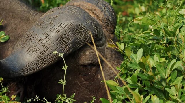 Extreme Close-up of Cape Buffalo with massive horns. many mites suck to bull skin drink blood. Annoying parasites. Wild animals of South Africa in natural habitat. Conservation nature in national park