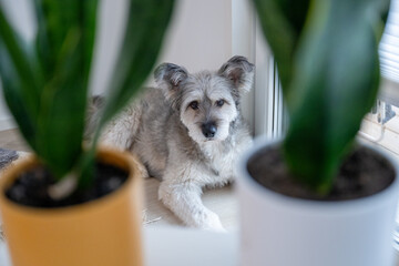 Small gray dog resting by window framed with houseplants in cozy home interior