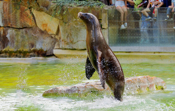 Sea lion jumping out of water creating splash in aquatic environment