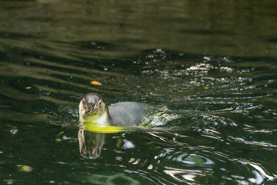 Aquatic Humbolt Penguin swimming in clear water vibrant reflections ripples