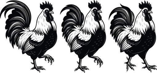 Black and white roosters in different poses birds animals fowl © Riyaj Vector Valley