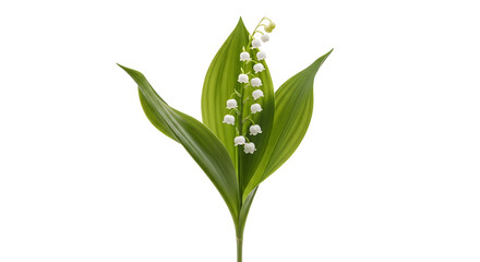 Delicate lily of the valley flower with vibrant green leaves, a symbol of spring and purity, isolated on white.
