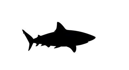 Fototapeta premium Black silhouette of a shark swimming.