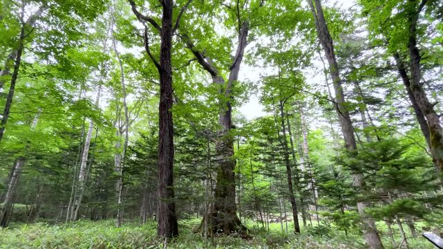 糠平湖畔の原生林の森、ミズナラの大木