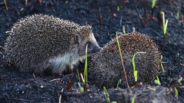 Two hedgehogs interacting on scorched earth mating ritual