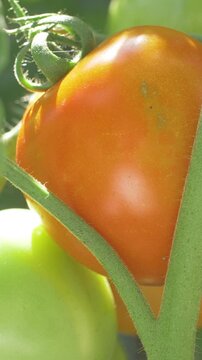 Tomatoes on vine exposed to sunlight. Natural ripening process visible. Green leaves supporting healthy growth. Vibrant colors indicate freshness. Perfect addition to healthy meals