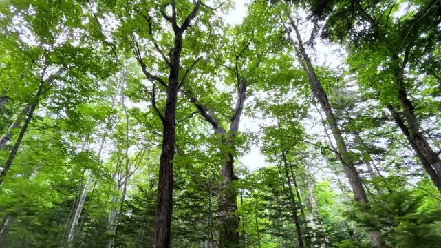 糠平湖畔の原生林の森、ミズナラの大木
