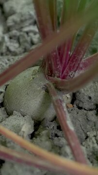 Ripe beet hides in garden bed under leafy crown. Concept of seasonal harvest, countryside labor, earth connection and self sufficiency through homegrown vegetable