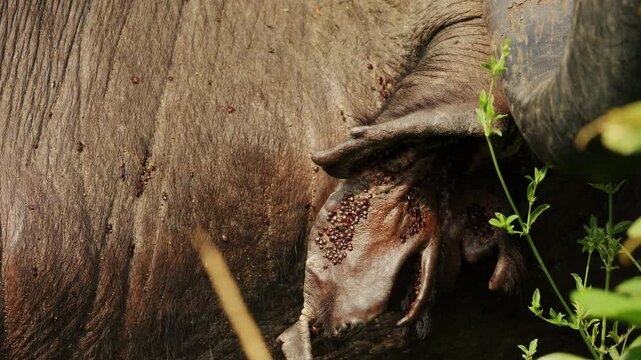 Extreme Close-up of Cape Buffalo with massive horns. many mites suck to bull skin drink blood. Annoying parasites. Wild animals of South Africa in natural habitat. Conservation nature in national park
