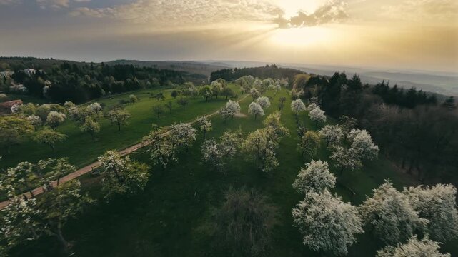 Dynamic flying over idyllic rural landscape at sunrise towards the sun. FPV drone moving low and fast by the beautiful blossoming trees in golden morning light 