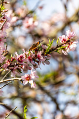 Vanessa indica pertenece a la familia Nymphalidae