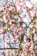 Vanessa indica pertenece a la familia Nymphalidae